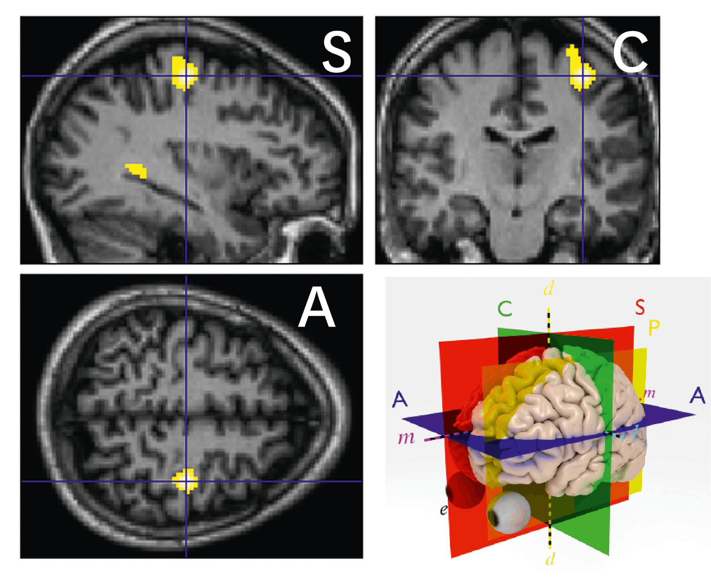 Quel Est Le R Le Du Cerveau Lelivrescolaire Fr