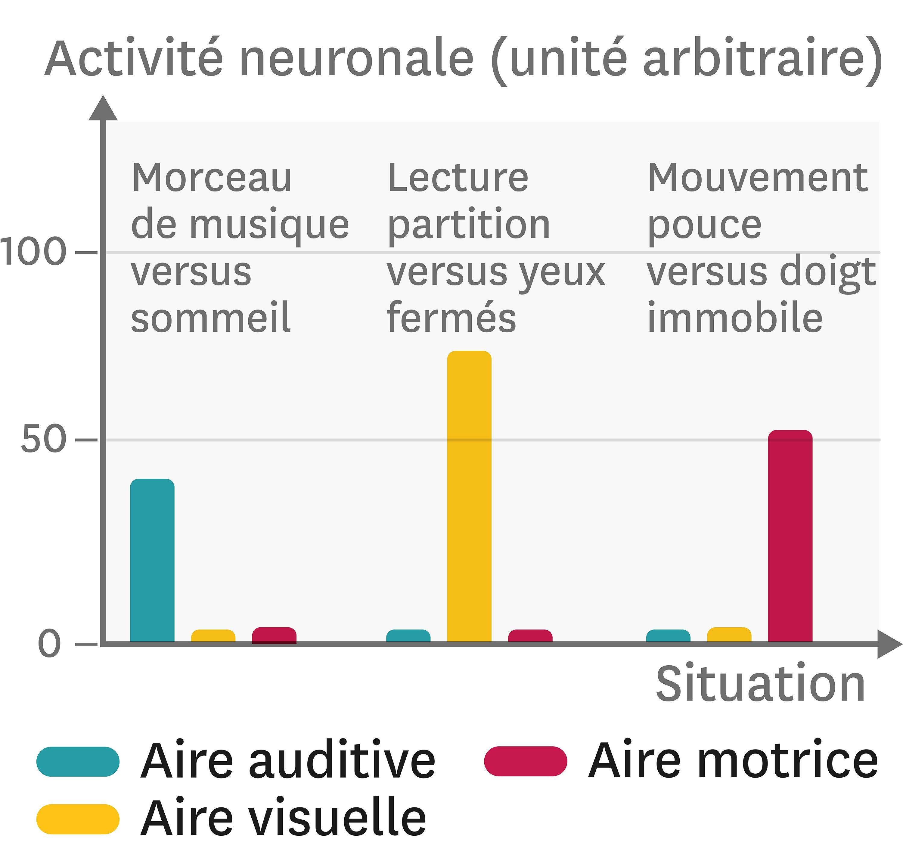 Quel Est Le R Le Du Cerveau Lelivrescolaire Fr