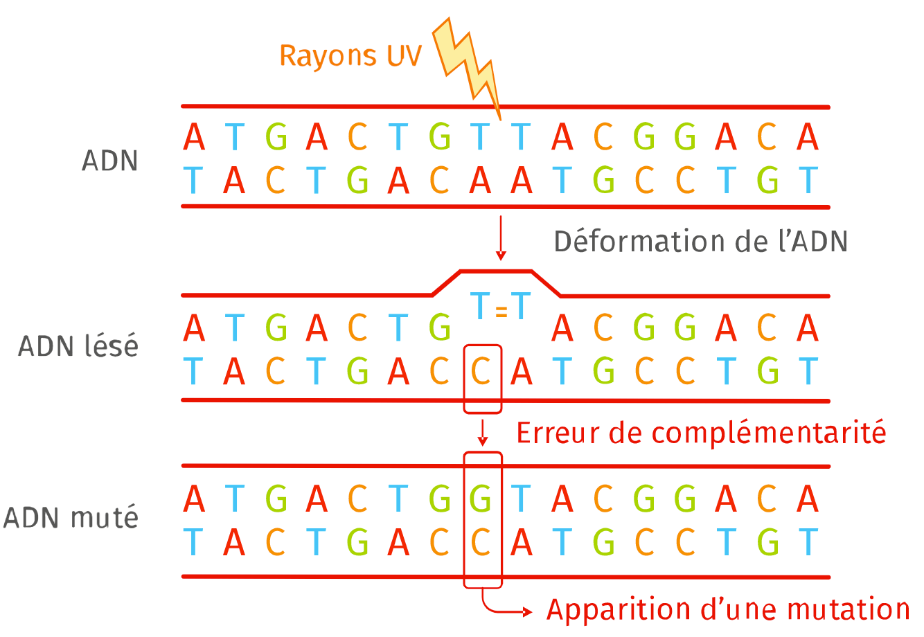 Exercices De Révision | Lelivrescolaire.fr