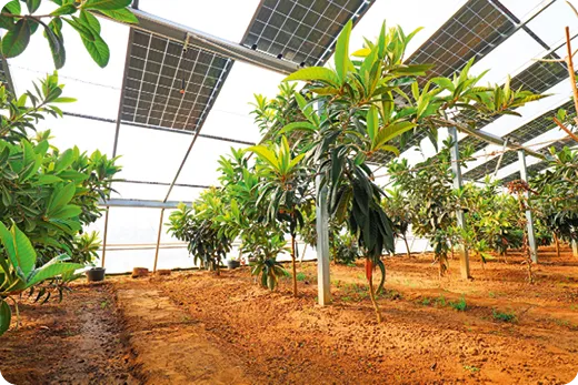 Serre agricole avec panneaux solaires au-dessus et arbres fruitiers en dessous.