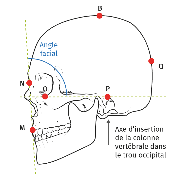 craniométrie