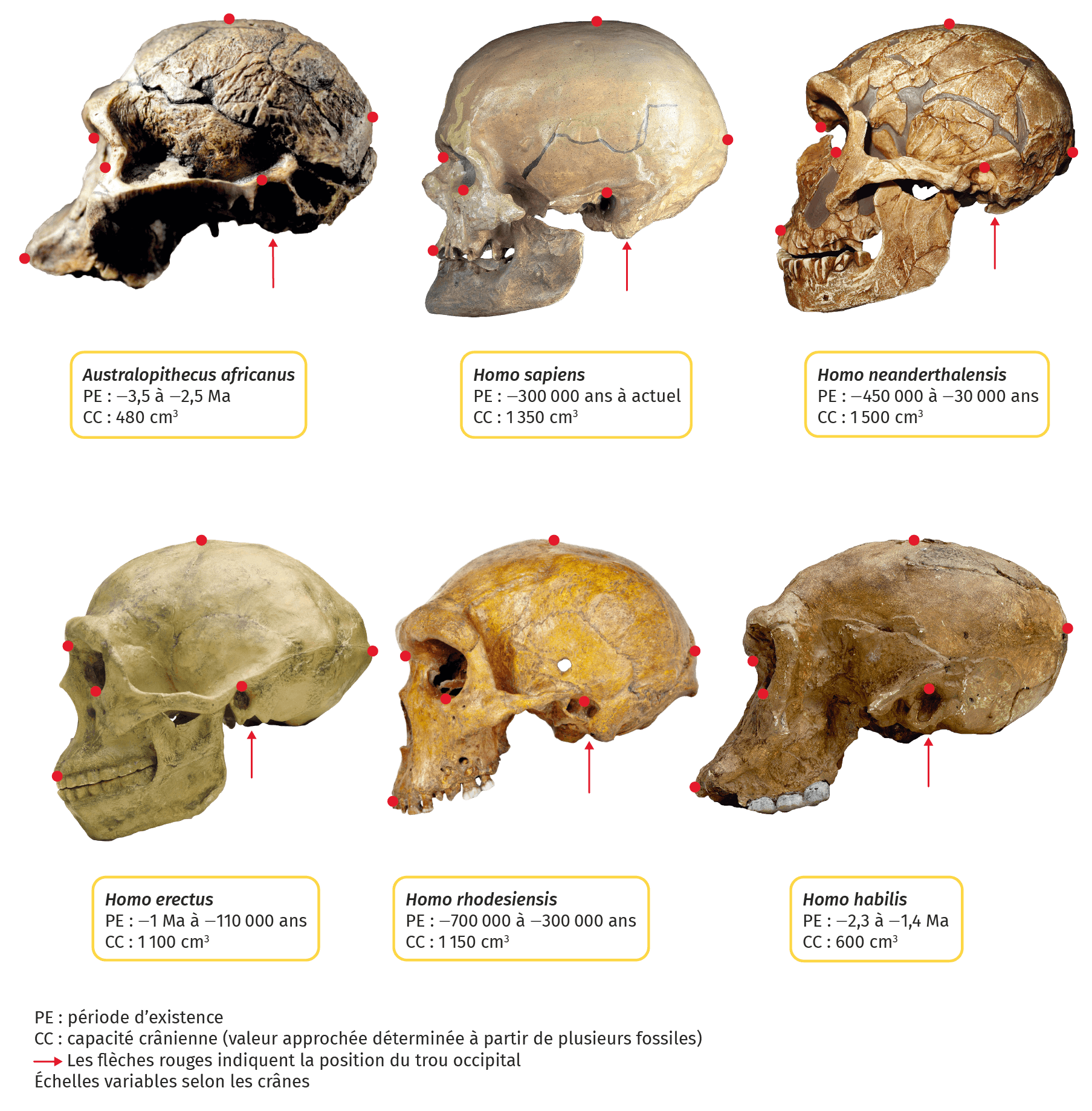 Fossiles de crânes