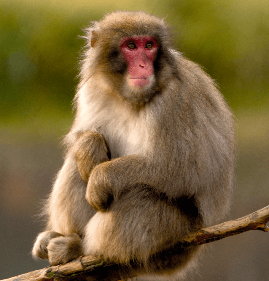 Macaque japonnais