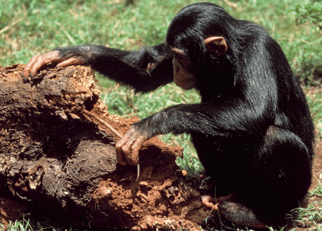 Chimpanzé utilisant des outils.