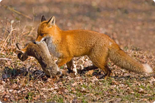 Renard avec un lapin dans la gueule