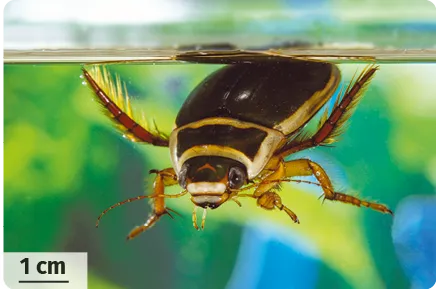 Insecte brun doré, accroché à une surface transparente, avec des antennes et six pattes.