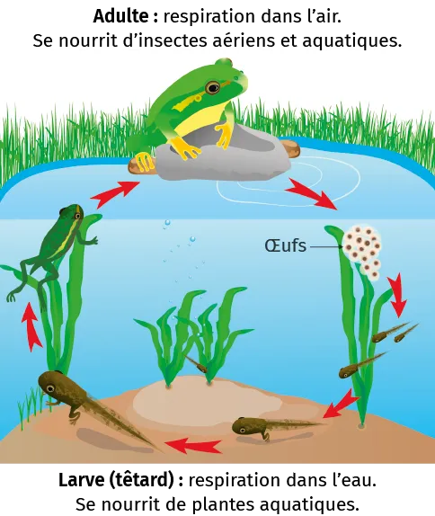 Cycle de vie de la grenouille: œufs, têtards, adulte sur rocher.