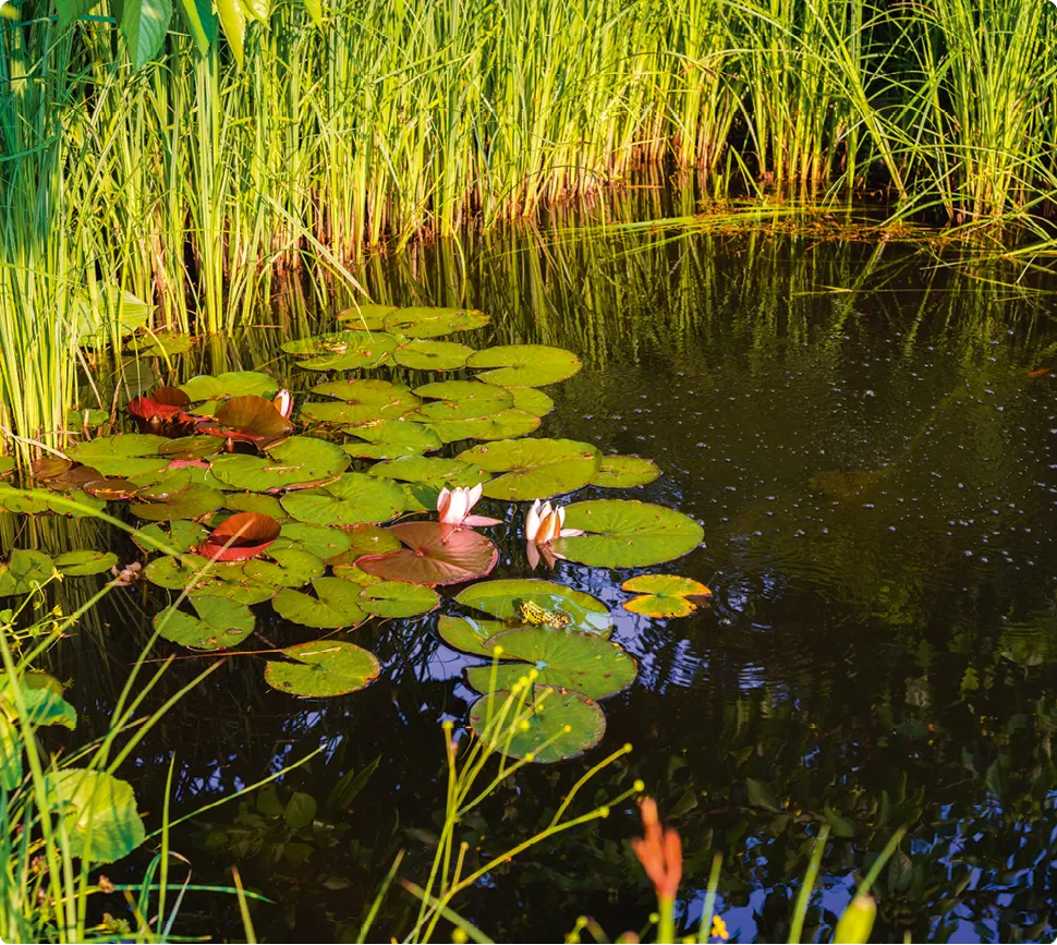 Étang paisible avec nénuphars et herbes hautes. Reflets de lumière sur l'eau.