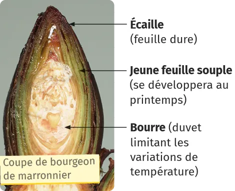 Section de bourgeon de marronnier montrant écorce, duvet protecteur et jeune feuille.