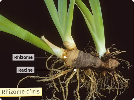 Rhizome d'iris avec racines et tiges vertes sur fond sombre. Étiquettes indiquant les parties.