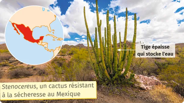 Cactus vert Stenocereus au Mexique, avec carte montrant sa répartition.