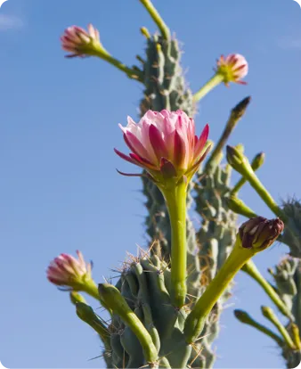 Cactus vert avec fleurs roses épanouies sous un ciel bleu.