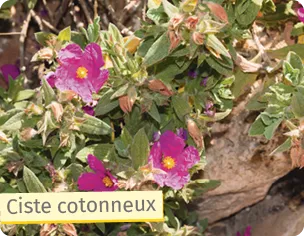 Fleurs roses de ciste cotonneux avec feuilles vertes sur fond de terre.