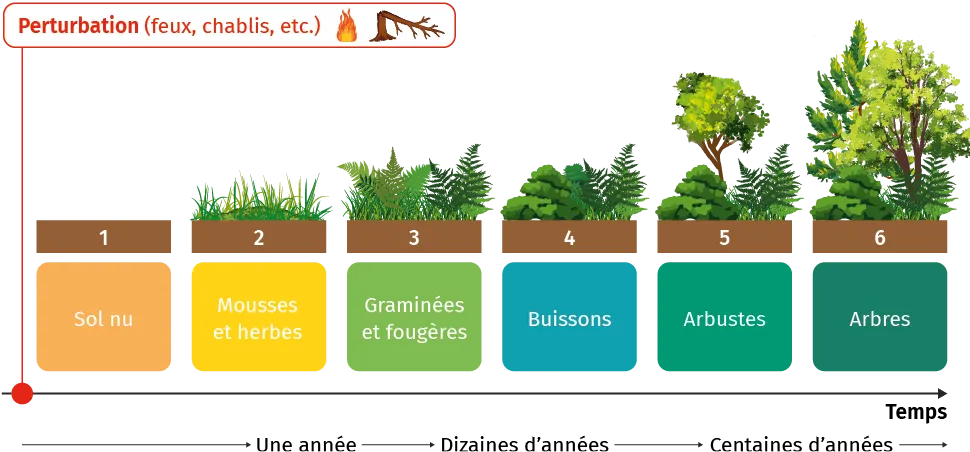 Schéma de succession écologique, de sol nu à forêt, sur le temps.