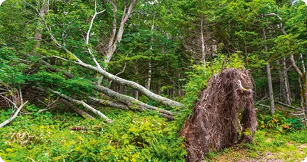 Forêt dense, arbre déraciné au premier plan, racines exposées, entouré de verdure.