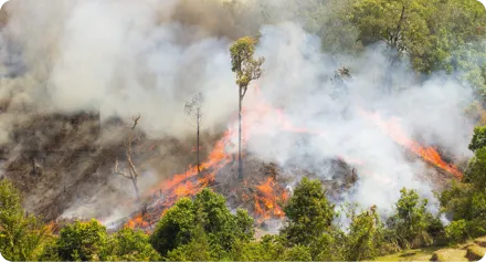 Feu de forêt avec flammes vives et fumée épaisse, dévorant des arbres.