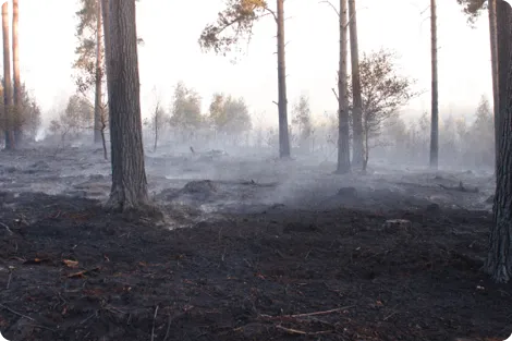 Forêt après incendie, sol noir, arbres debout, fumée légère, ambiance sombre.