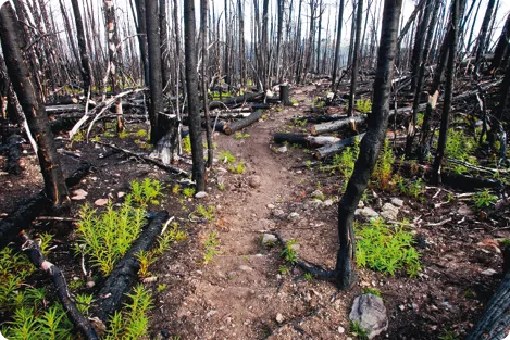 Forêt brûlée avec jeunes pousses vertes et sentier terreux. Résilience naturelle.