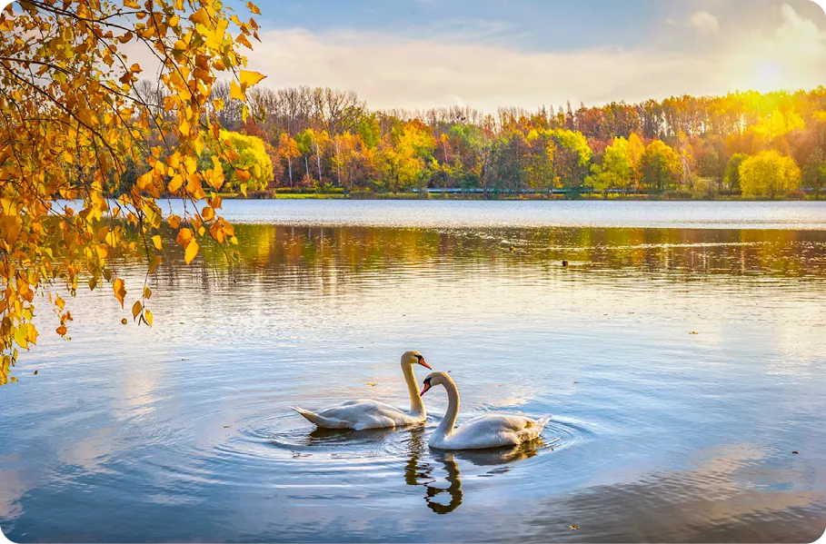 deux cygnes sur un lac