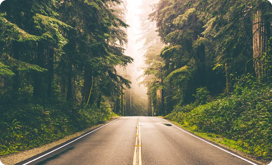 une route en forêt