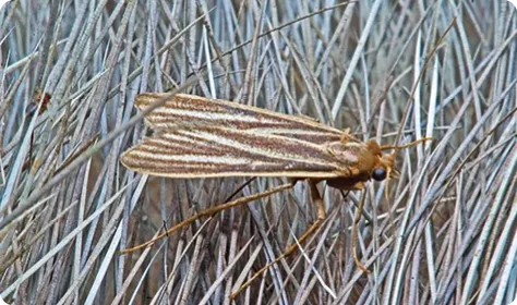 Papillon aux ailes rayées posé sur des brindilles sèches.