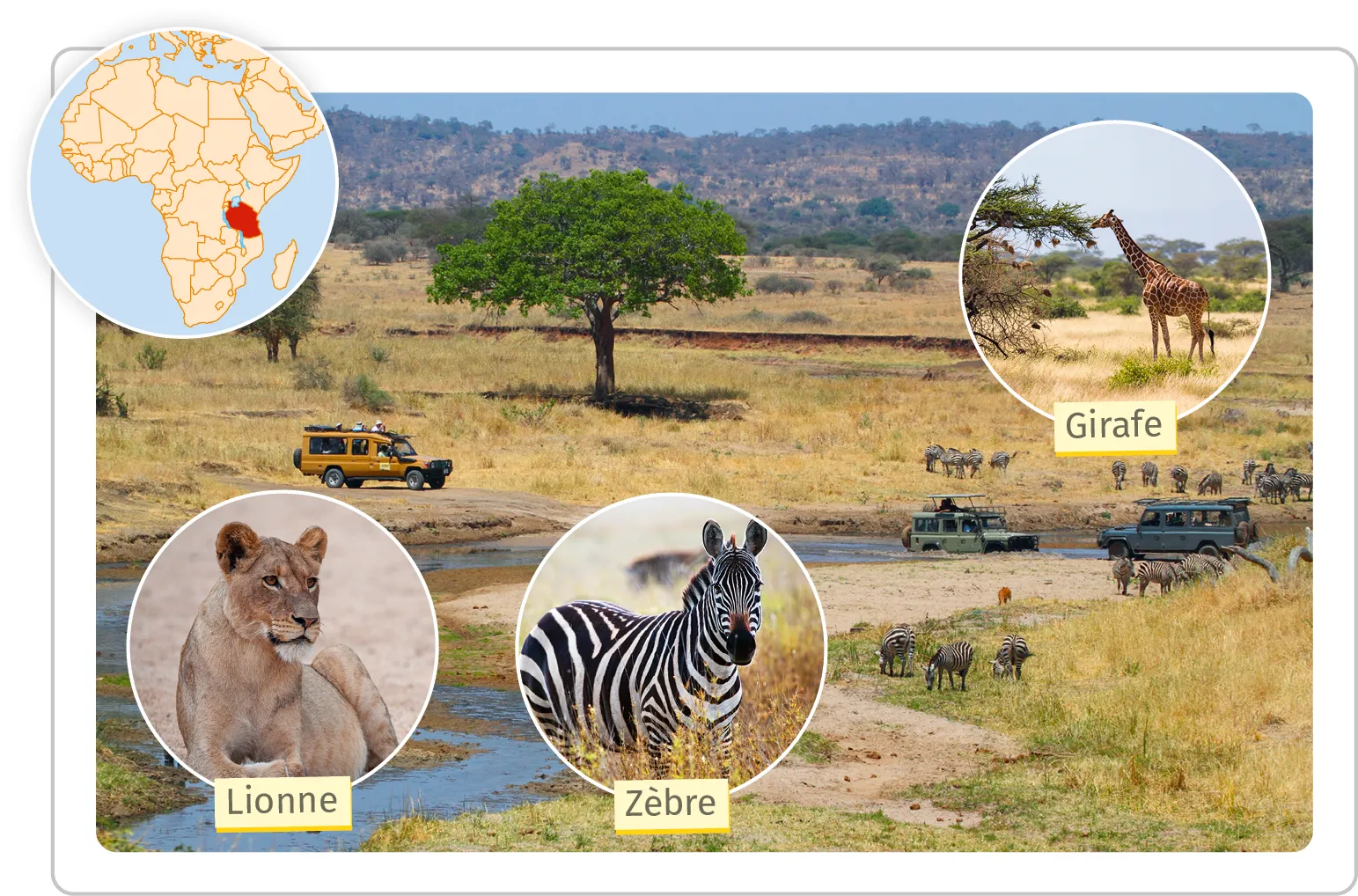 Un lionne, un zèbre, une giraffe dans un paysage de savane en Tanzanie