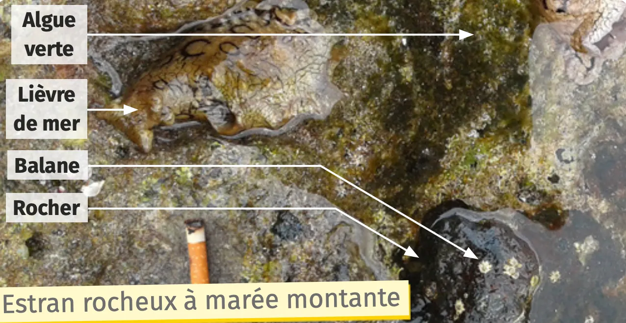 Estran rocheux à marée montante