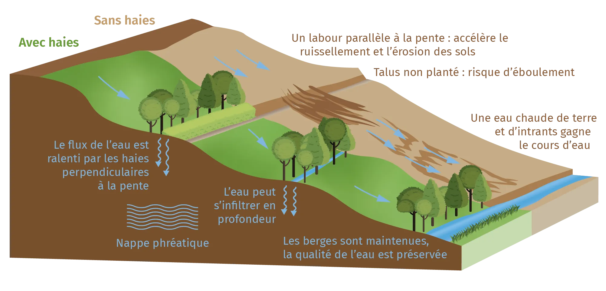 Effet des haies sur le ruissellement de l'eau