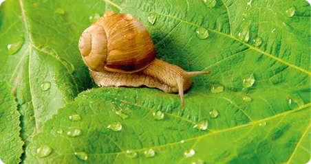 Escargot sur une feuille