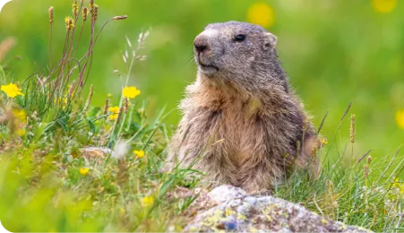 Marmotte à la belle saison