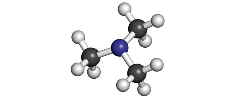 Modèle moléculaire de la TMA, trymethylamine
