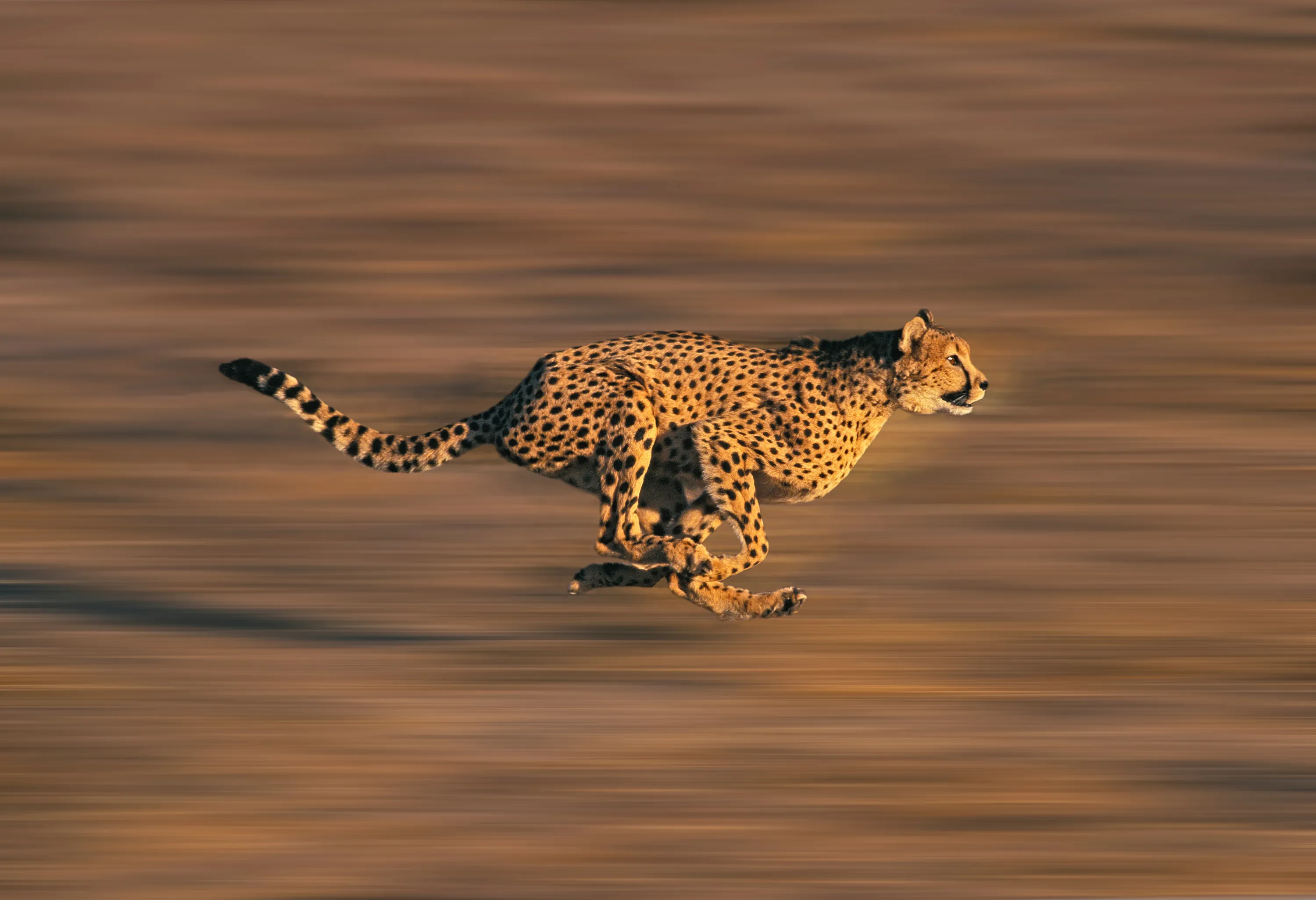 un guépard