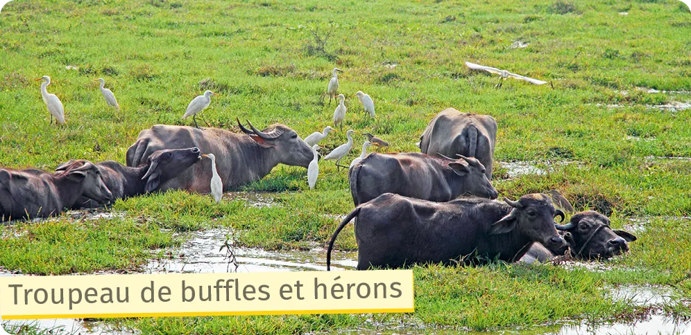 Renard avec un lapin dans la gueule