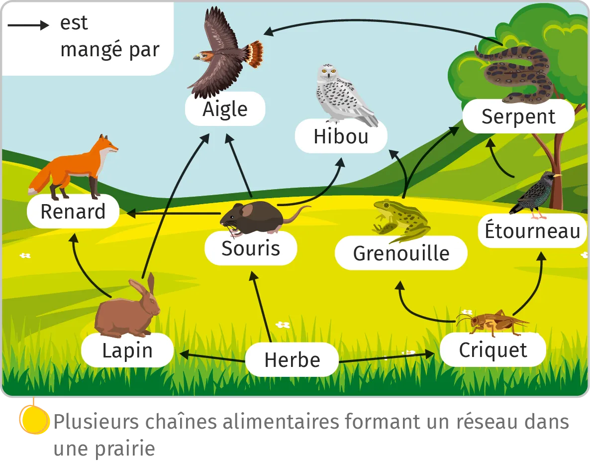 Plusieurs chaînes alimentaires formant un réseau dans
une prairie