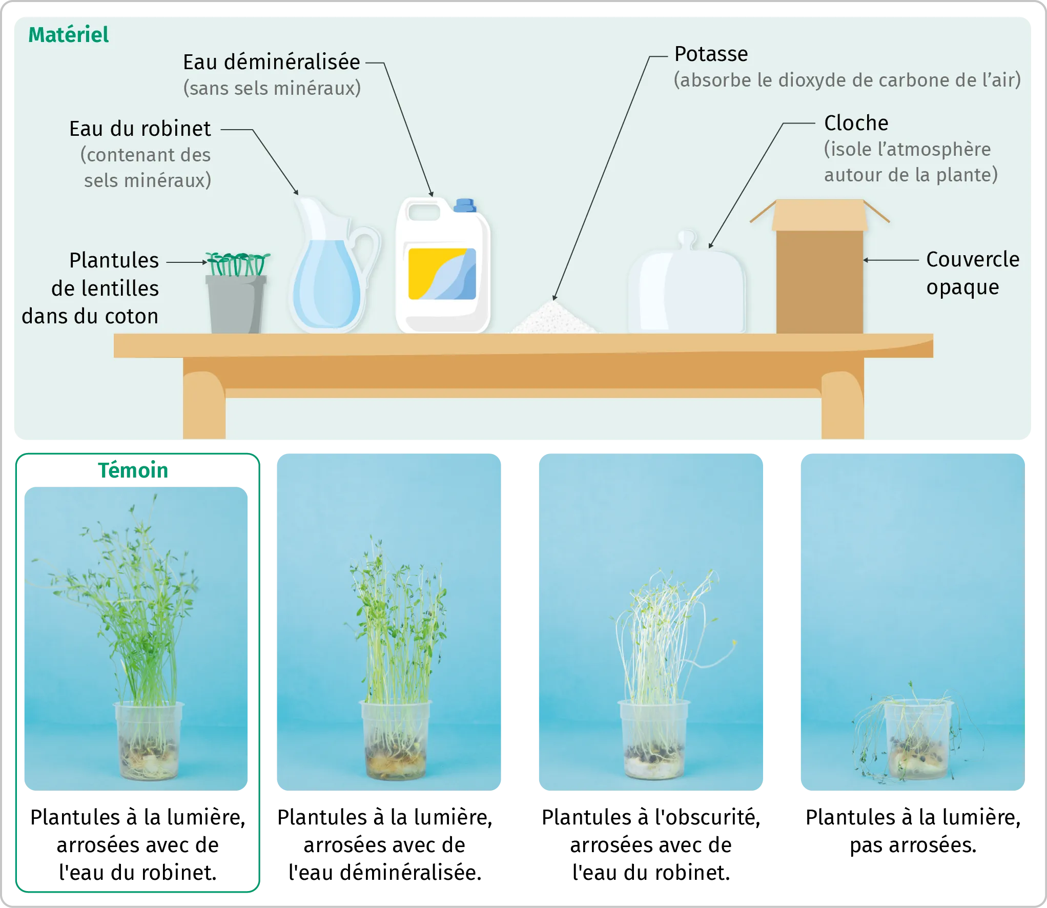 Matériel et résultats d'une expérience sur les besoins de plantules