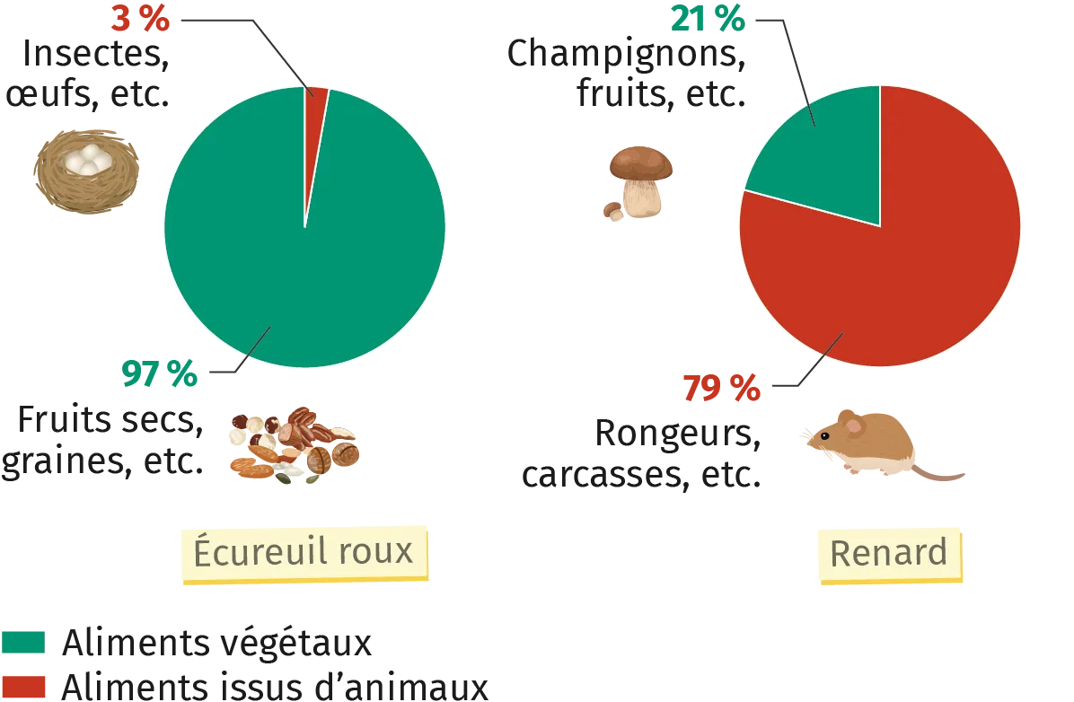 Infographie de la répartition des régimes alimentaires de l'écureuil et du renard