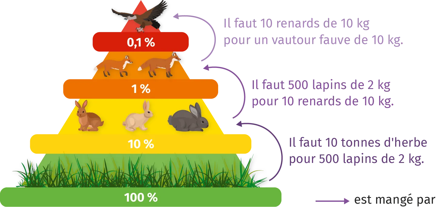 Pyramide des masses dans une prairie