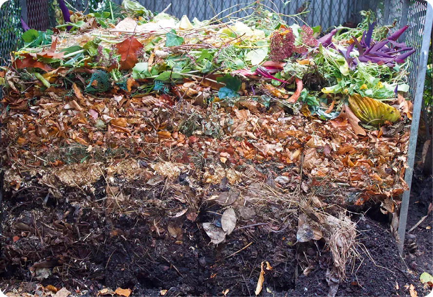 Compost de jardin, non brassé, vu en coupe verticale