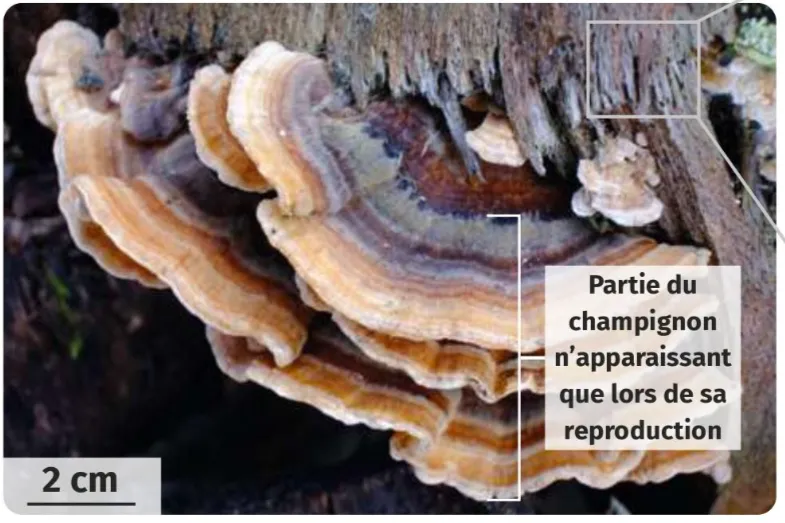 Champignons qui sont apparus dans un arbre