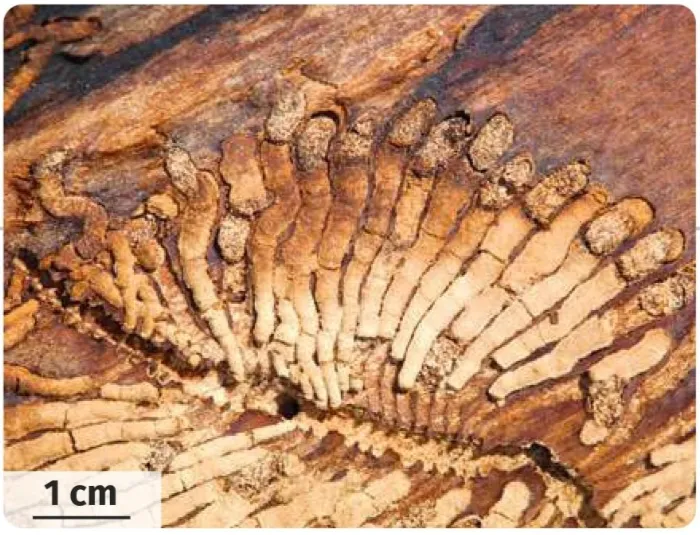 Galeries de larves de scolyte dans un tronc mort
