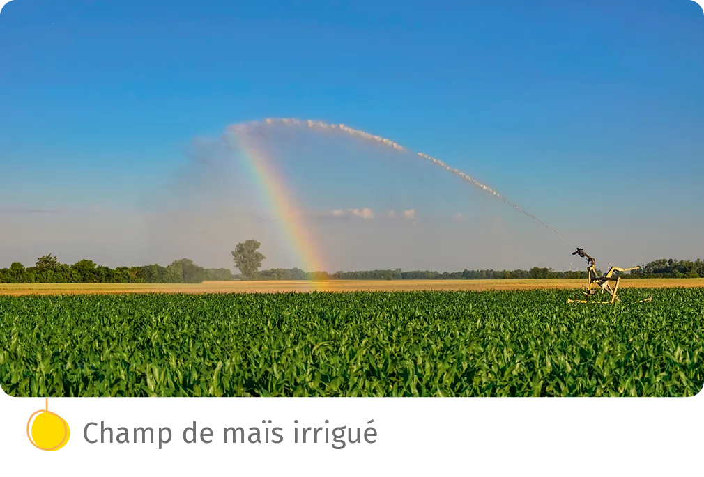 Champ de maïs irrigué