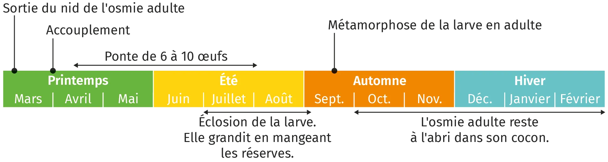 Infographie sur la ponte d'œufs d'Osmie