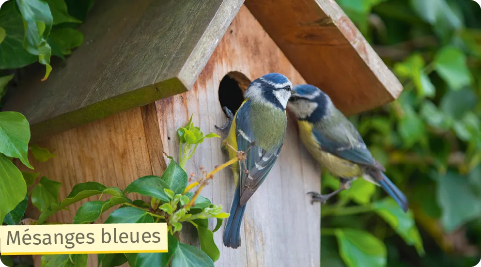 Mésanges bleues