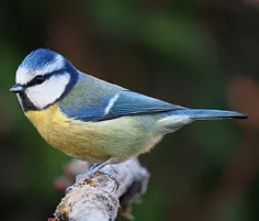 Mésange bleue