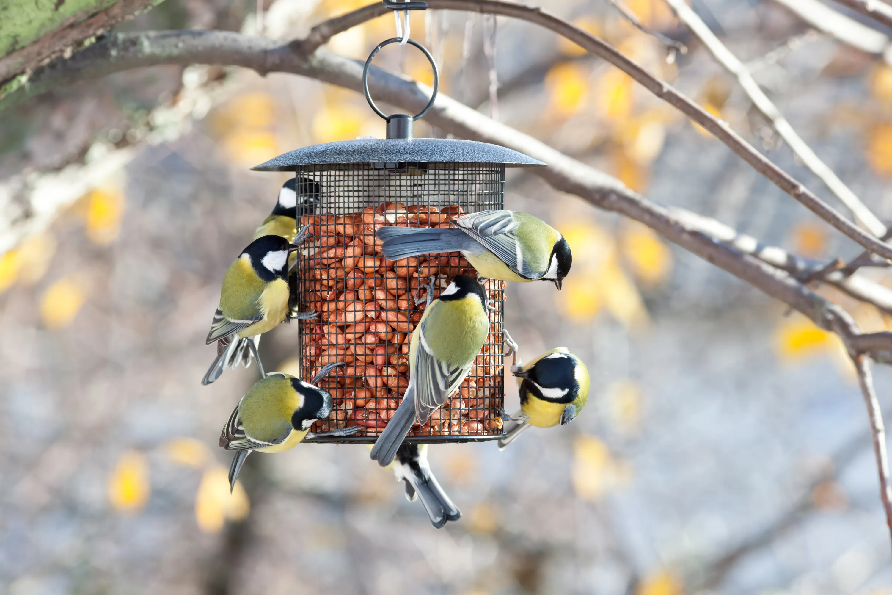 mangeoire à oiseaux