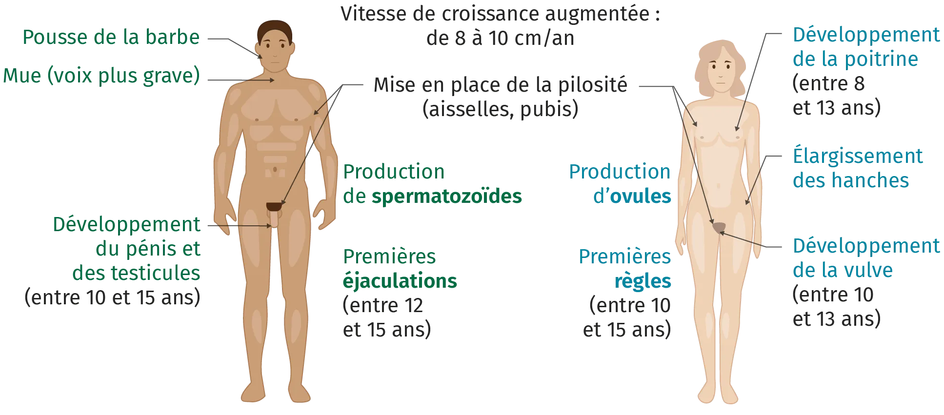 Changements morphologiques et physiologiques lors de la puberté