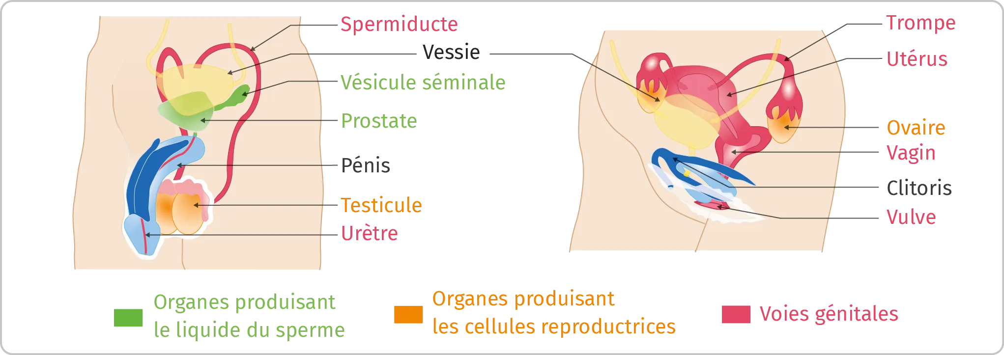 Principaux organes des appareils reproducteurs masculin et féminin