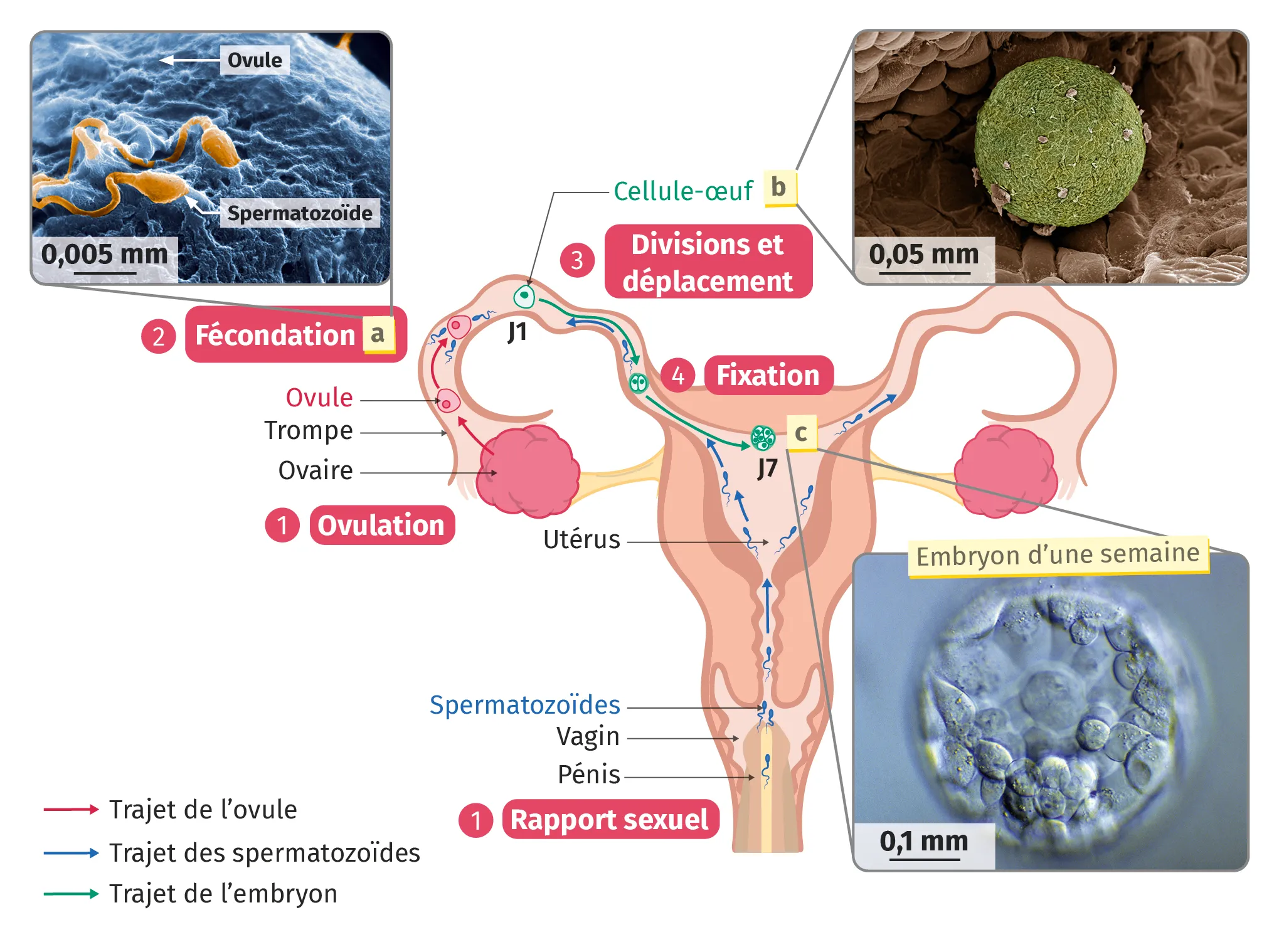 Trajet des cellules reproductrices, fécondation et première semaine de l'embryon