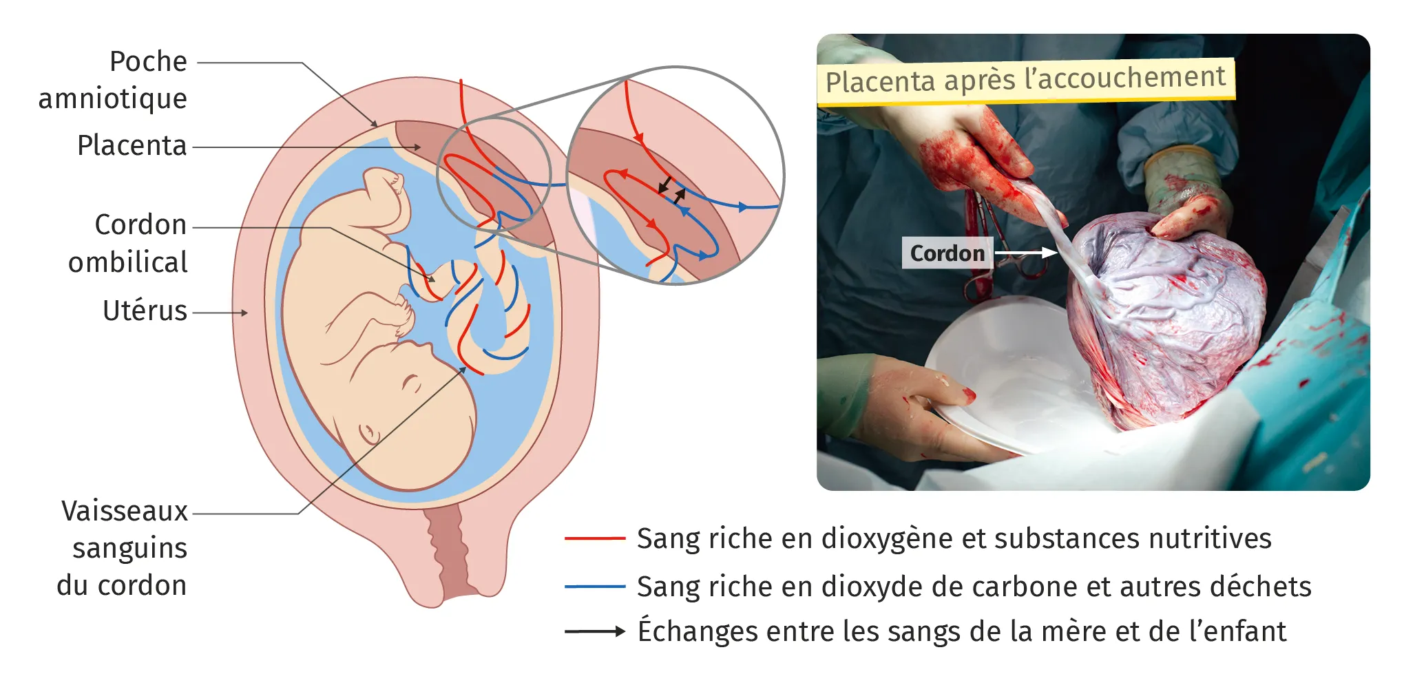 Échanges entre la mère et le fœtus au niveau du placenta