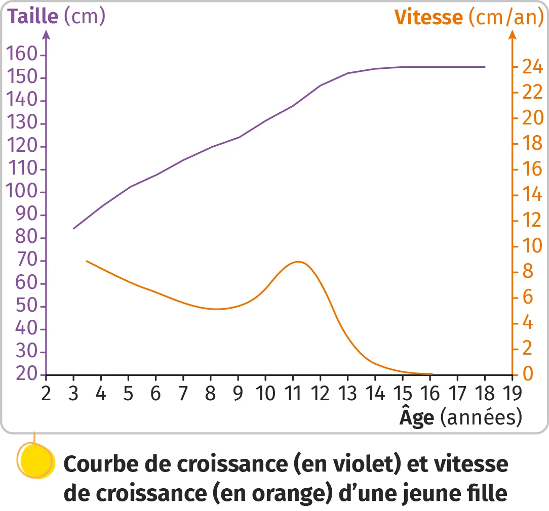 Courbe de croissance et vitesse de croissance d'une jeune fille